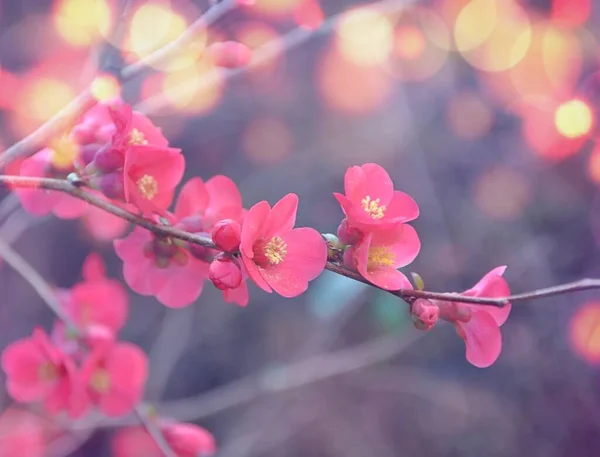 Background Flowers Spring Day Beautiful Flowering Japanese Cherry Closed Cherry — Stock Photo, Image