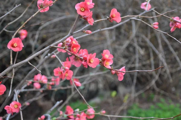 春天里开着花的背景 美丽的花朵绽放着日本的樱桃 闭着樱花 在有Bokeh背景的树上开粉红色的花 — 图库照片
