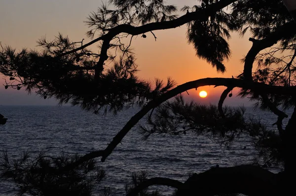 The setting sun and the sea behind the pine tree. Sunset at Adriatic sea. A view of a sunset at sea through tree branches.