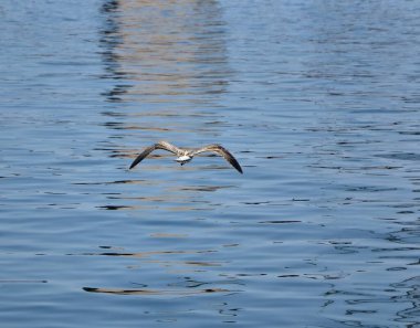 Martı mavi denizin üzerinde alçaktan uçuyor. Deniz martısı sahilden uzağa uçuyor. Sadece martı ve deniz. Mavi denizin üzerinde uçan martılar..
