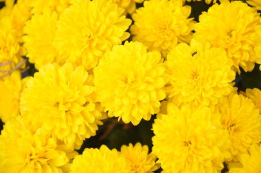 Güzel yıldız çiçeği arkaplanı, sarı çiçekler bahçede çiçek açıyor. Dahlia Hybride. Bahçe bitkileri