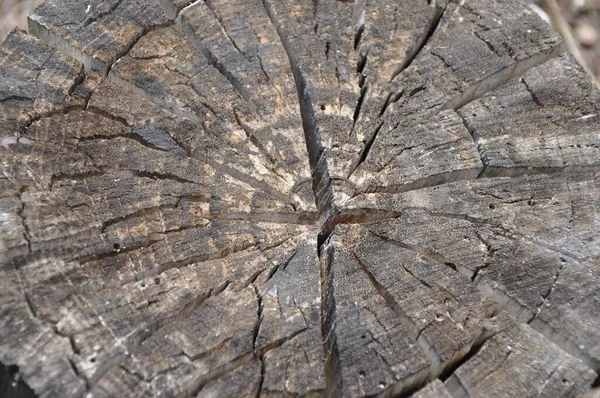 Cracked trunk of tree. Natural Tree Wood Bark Trunk Background Material. Tree rings old weathered wood texture with the cross section of a cut log. The crack on the surface of the cut wood.