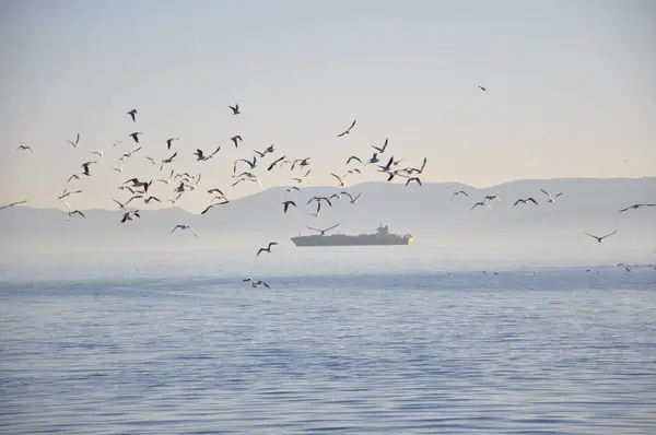 Seagulls flying over sea and in the background is the ship and Cres island,Croatia.Flock of seagulls flying above the sea
