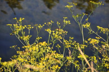 Foeniculum vulgare rezene çiçeği mavi gökyüzü