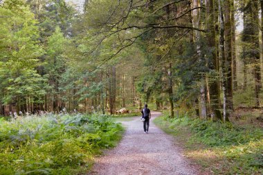 Hırvatistan 'daki Risnjak Ulusal Parkı' nda yürüyüş ve eğlence parkları işaretlendi. Ulusal Park Risnjak 'ta yürüyüş yapan birinin fotoğrafı.