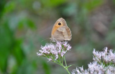 Küçük Heath (Coenonympha pamphilus) doğal yeşil arka planda kelebek, kahverengi ve turuncu kanatlarda siyah noktalı sarı gözlere benzer desen