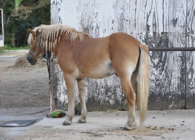 At ahırın önünde tek başına duruyor..
