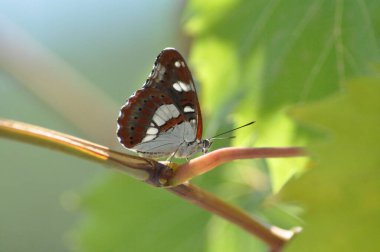 Beyaz Amiral Kelebeği (Limenitis Camilla), beyaz bantlı siyah kanatları ve kısa kanat çırpışları ve uzun süzülüşleri ile gölgeli ormanlık alan kullanan hassas bir uçuşu vardır.