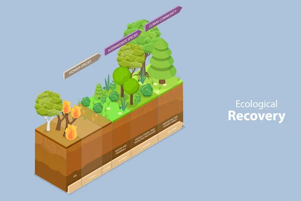 Isometric Flat Vector Conceptual Illustration Ecological Recovery Succession Process Stages — Stock Vector