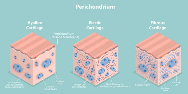 3D等方平面ベクトル Perichondrium Types Cartilage — ストックベクタ