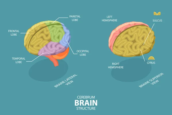 Ισομετρική Επίπεδη Διανυσματική Εννοιολογική Απεικόνιση Της Δομής Εγκεφάλου Cerebrum Νευρολογικό — Διανυσματικό Αρχείο