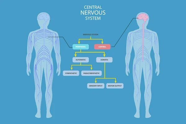 Isometric Flat Vector Conceptual Illustration Central Nervous System Educational Guide — Vetor de Stock