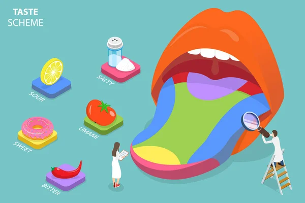 Isometric Flat Vector Conceptual Illustration Taste Schema Tongue Taste Receptors — Διανυσματικό Αρχείο