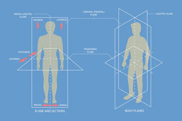 Isometric Flat Vector Conceptual Illustration Human Body Anatomical Planes Sagittal — Stockvektor