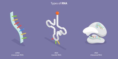 3D Isometric Flat Vector Conceptual Illustration of Types Of RNA, Anatomical and Medical Labeled Scheme clipart