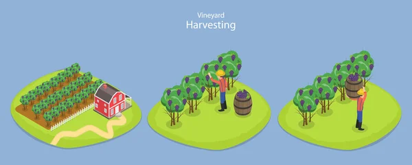 Isometric Flat Vector Conceptual Illustration Vineyard Harvesting Grape Selection Cultivation — ストックベクタ