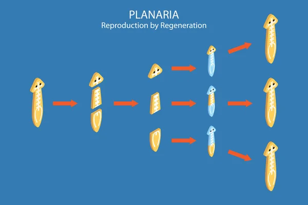 Isometric Flat Vector Conceptual Illustration Planaria Regeneration Educational Scheme — 图库矢量图片