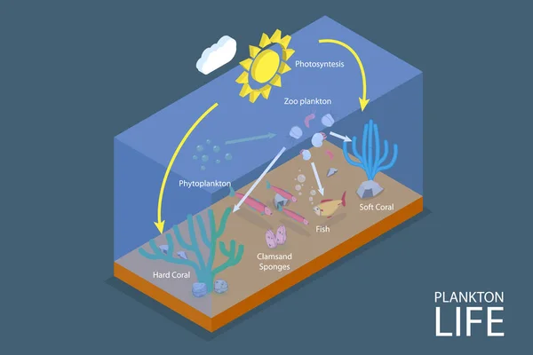 3Dアイソメトリックフラットベクトル プランクトンの生命 海洋食物連鎖の概念図 — ストックベクタ