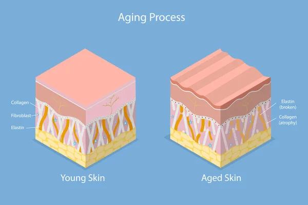 Isometric Flat Vector Conceptual Illustration Aging Process Skin Age Related — 图库矢量图片