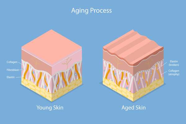 3D Isometric Flat Vector Conceptual Illustration of Aging Process, Skin Age-related Changes
