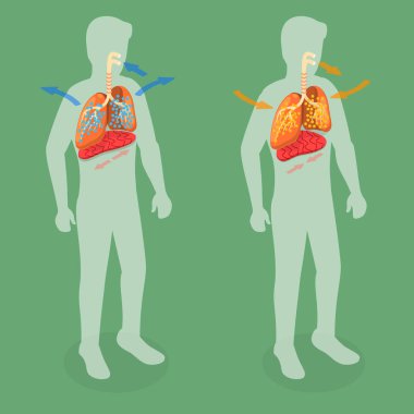 3B Isometric Düz Vektör Solunum Sisteminin Kavramsal İllüstrasyonu, Diyaframın Hareketi