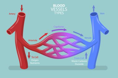 3D Isometric Flat Vector Conceptual Illustration of Blood Vessels Types, Capilary Blood Flow in Circulatory System clipart