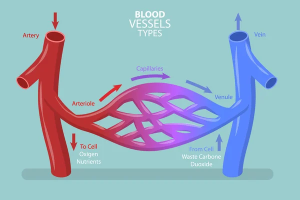 循环系统中血管类型 毛细血管血流的三维等距平面矢量概念图 — 图库矢量图片