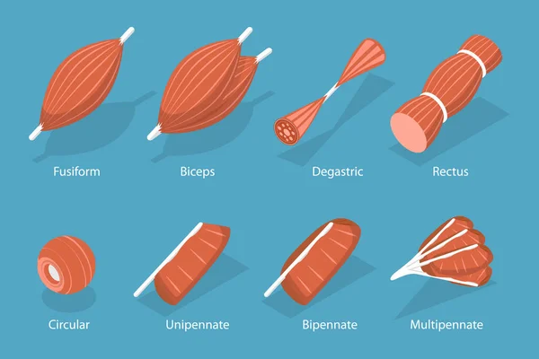 Ensemble Vectoriel Plat Isométrique Muscles Fibres Squelettiques Types Tissus — Image vectorielle