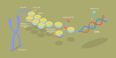 3D Isometric Flat Vector Conceptual Illustration of Epigenetic Mechanisms, Educational Labeled Scheme clipart