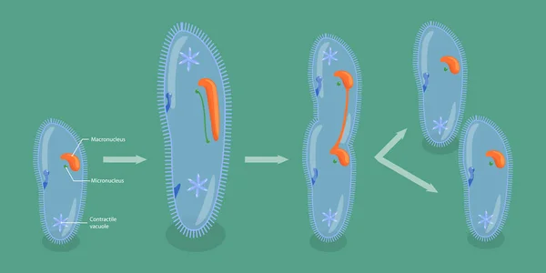Ilustración Conceptual Del Vector Plano Isométrico Reproducción Asexual Protozoos Esquema — Vector de stock