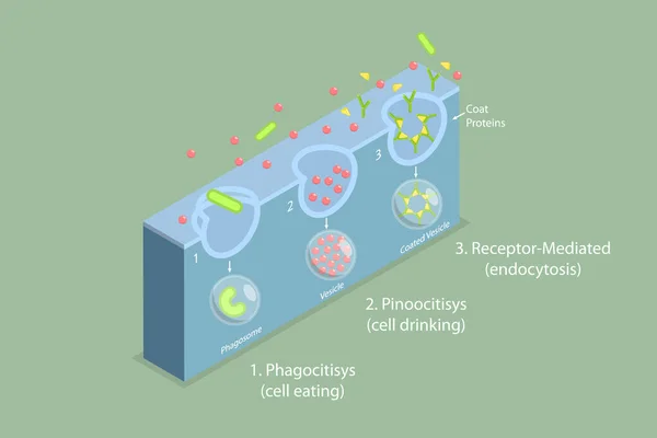 Isometric Flat Vector Conceptual Illustration Endocytosis Cell Transportes Proteins าไปในเซลล — ภาพเวกเตอร์สต็อก