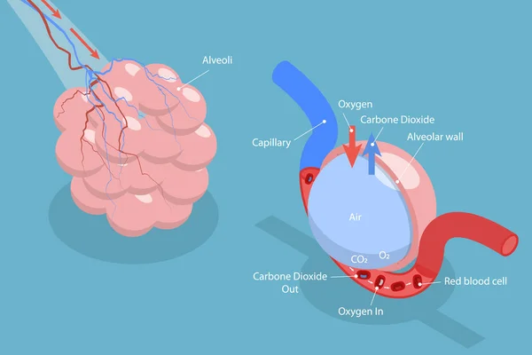 Ισομετρική Επίπεδη Διανυσματική Εννοιολογική Απεικόνιση Της Ανταλλαγής Αερίου Alveolus Αναπνευστικό — Διανυσματικό Αρχείο