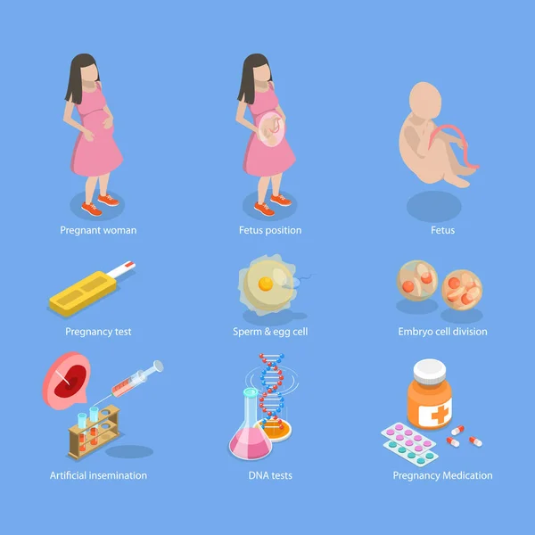 Isometrischer Flat Vector Konzeptuelle Illustration Von Schwangerschaft Und Geburtshilfe Embryonenentwicklung — Stockvektor