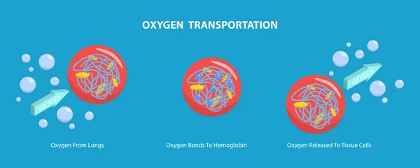 Illustration Conceptuelle Vecteur Plat Isométrique Transport Oxygène Cellules Sanguines Dans — Image vectorielle