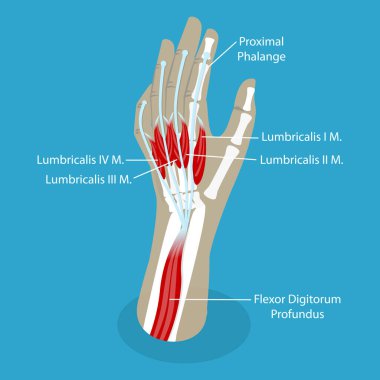 3 Boyutlu Isometric Düz Vektör Parlak Kasların Kavramsal İllüstrasyonu, Kas Sistemi Anatomisi