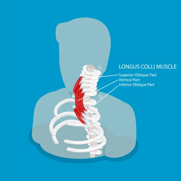 Isometric Flat Vector Conceptual Illustration Longus Colli Muscle Neck Anatomy — Stock Vector