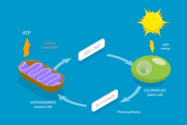 3D Isometric Düz Vektör Hücresel Solunum, Metabolik Kimyasal Enerji ATP Döngüsü
