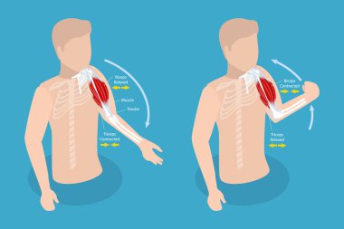 3 Boyutlu Isometric Düz Vektör Anatomik Kaslı ve Gevşetilmiş Kas Kas, Pazılar ve Kol Hareketi Anatomisi
