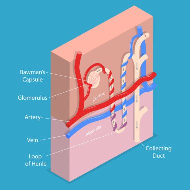 3D Isometric Düz Vektör Kavramsal Böbrek Yapısı Nefronu, Eğitim Diyagramı