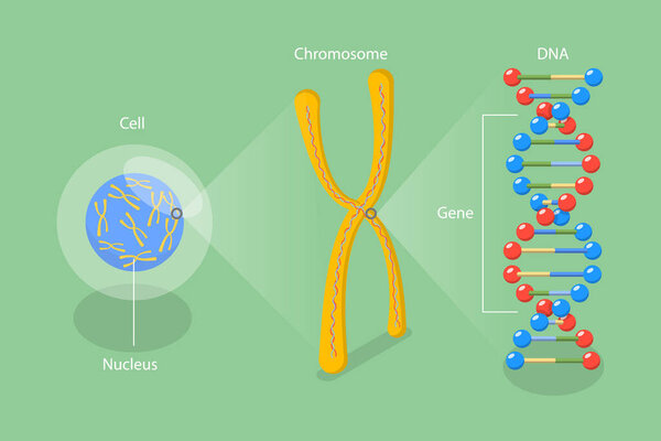3D изометрическая плоская векторная концептуальная иллюстрация молекулярной биологии, структура клеток