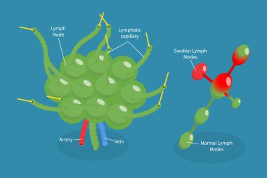 3D Isometric Flat Vector Conceptual Illustration of Lymph Node, Labeled Diagram clipart