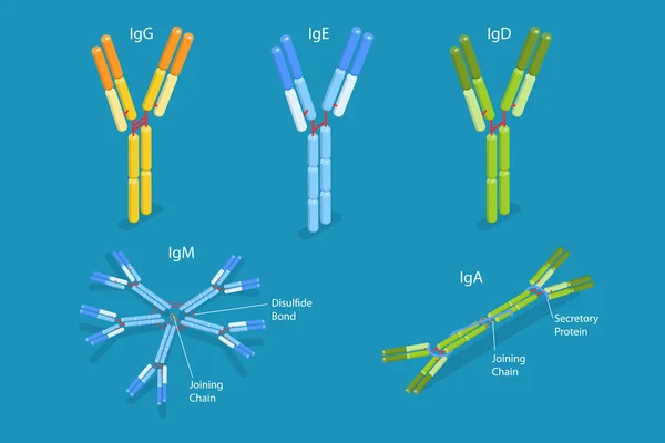 Izometrikus Lapos Vektor Fogalmi Illusztráció Különböző Típusú Immunglobulinok Antitestek Szerkezete — Stock Vector