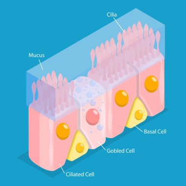 3D Isometric Flat Vector Conceptual Illustration of Nasal Mucosa Cells, Medical Educational Diagram clipart