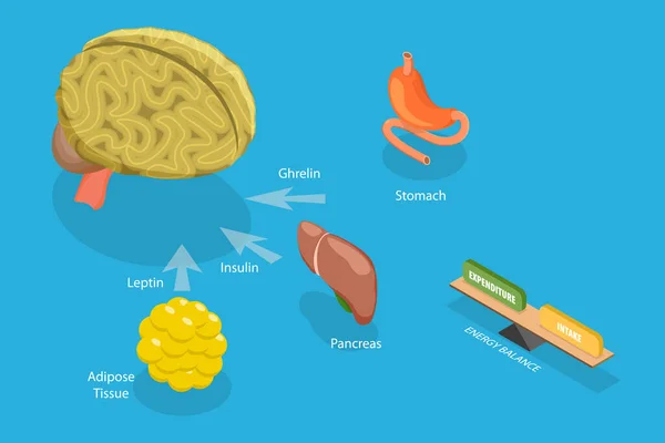Illustration Conceptuelle Contrôle Apport Alimentaire Appétit Des Hormones Faim — Image vectorielle