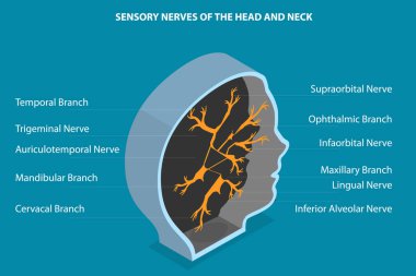 3D Isometric Düz Vektör Beyin ve Boynun Duyusal Sinirlerinin Kavramsal İllüstrasyonu, Eğitim Tıbbi Diyagramı