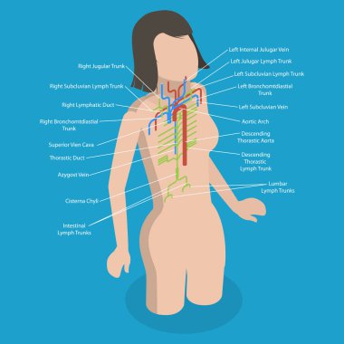 3D Isometric Düz Vektör Torasik Kanal Kavramsal İllüstrasyonu, Eğitim Diyagramı