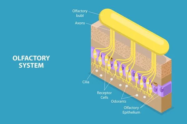 3Dアイソメトリックフラットベクトルの概念図 Olfactory System Respiratory Epithelium — ストックベクタ
