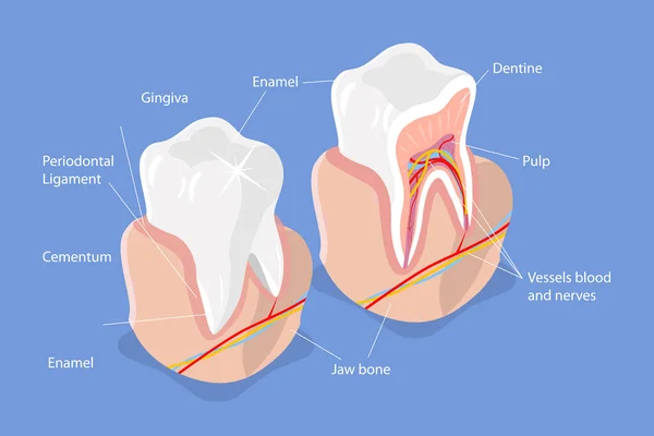 Ilustración Conceptual Del Vector Plano Isométrico Estructura Dental Anatomía Dental — Vector de stock