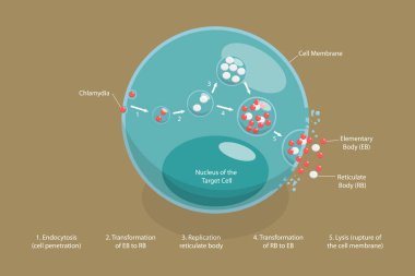 3 Boyutlu Isometric Düz Vektör Chlamydia Yaşam döngüsünün Kavramsal İllüstrasyonu, Cinsel yolla bulaşan Hastalık