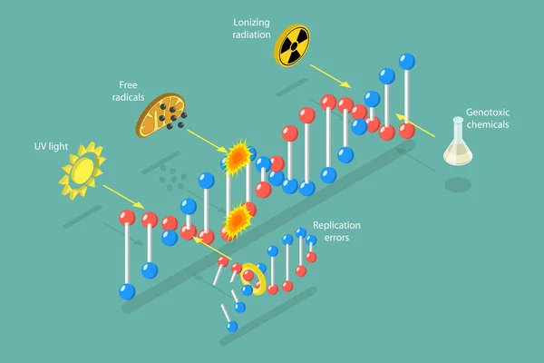 Isometric Flat Vector Conceptual Illustration Dna Damage Aging Process — 스톡 벡터